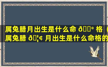 属兔腊月出生是什么命 💮 格（属兔腊 🦢 月出生是什么命格的人）